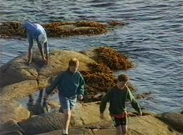 Lukas Wooller, Ben Collins and Richard Sudworth exploring rock pools